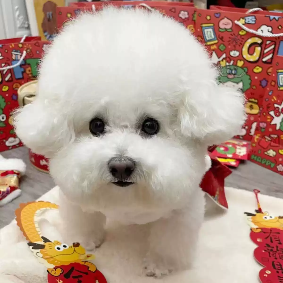 New Year Festive Traditional Dog & Cat Hanfu Outfit, Autumn-Winter