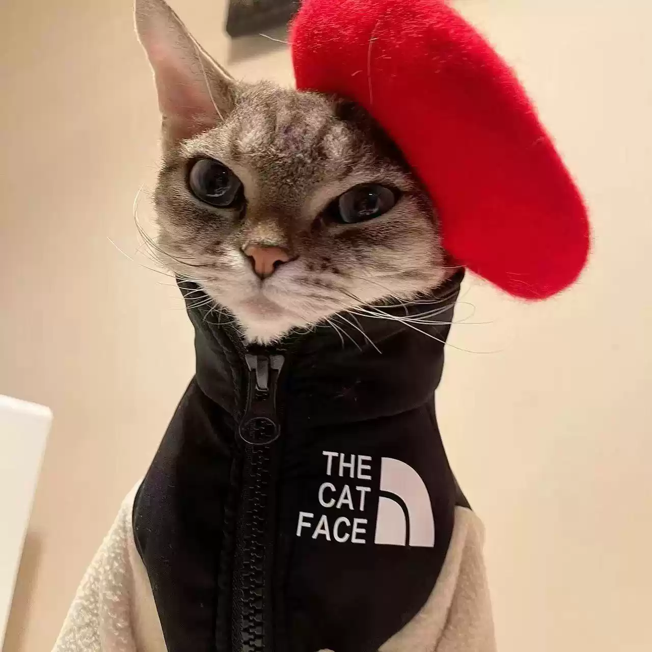 Hairless Cat Winter Fleece Sweatshirt Jacket