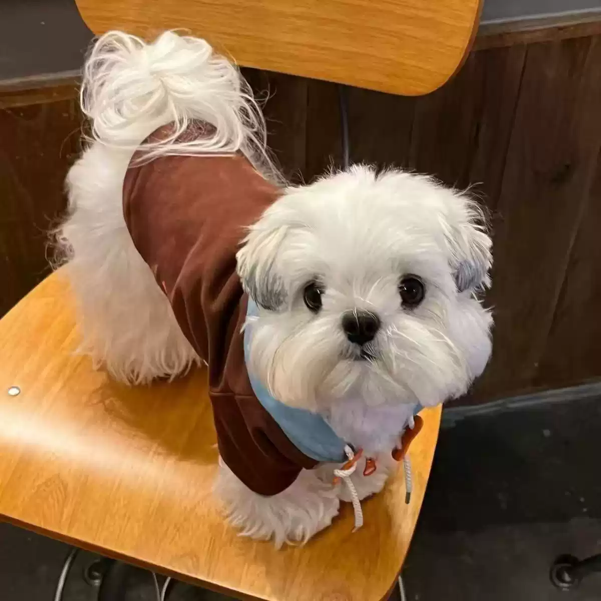 Cute Color-Block Hoodie for Small Pets, All-Season Korean Style