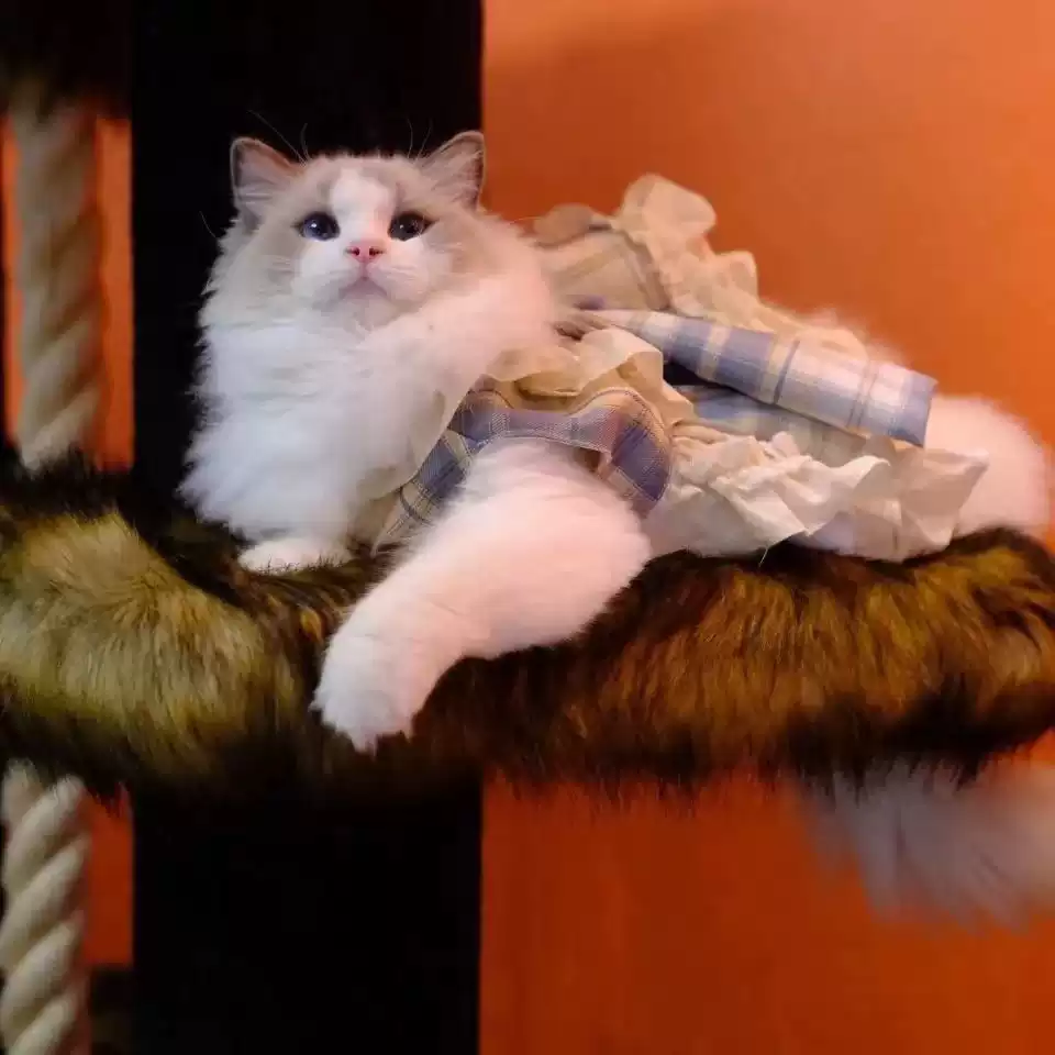 Princess Style Pet Dress (Suitable for Dogs and Cats)