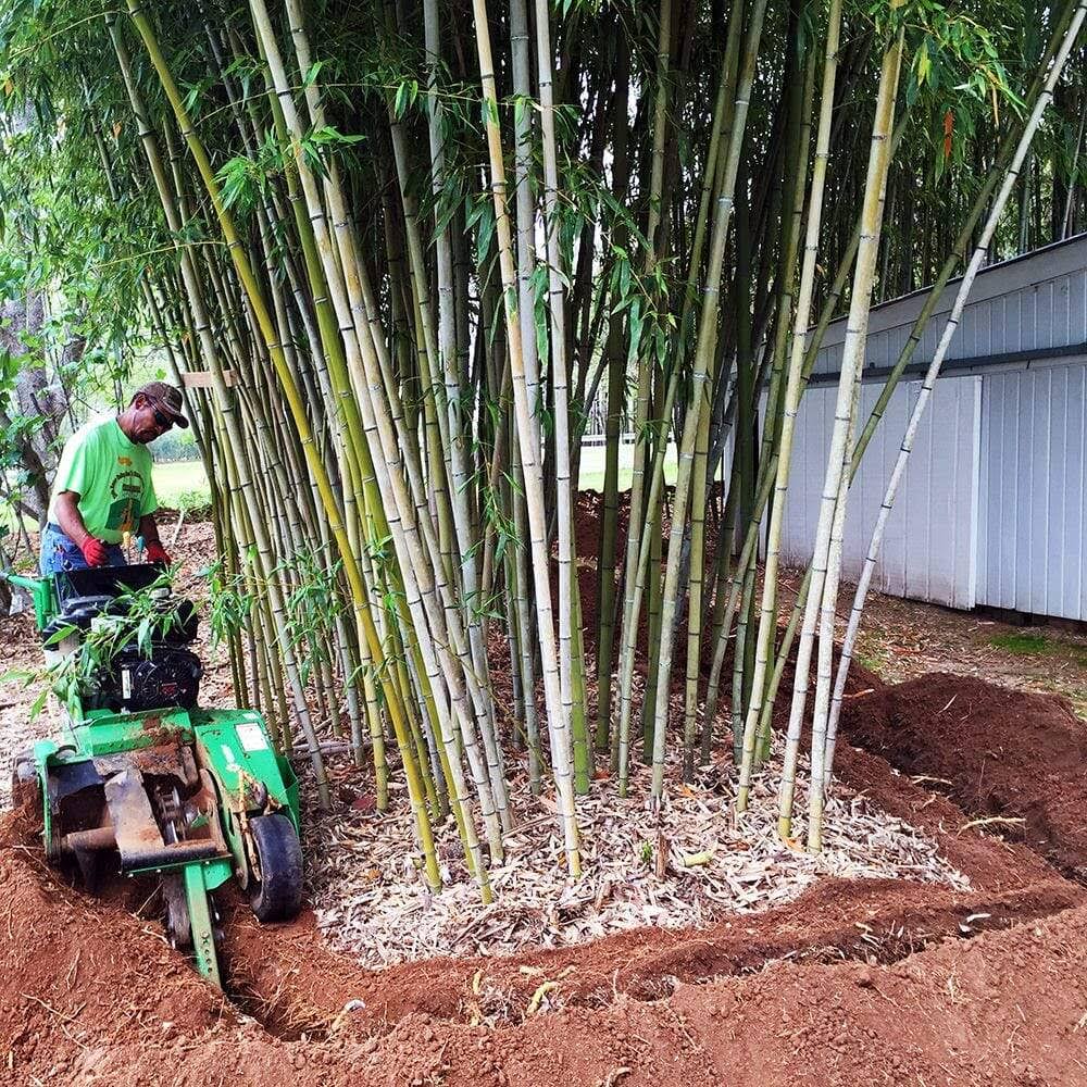 Bamboo Shield - 60 Mil Thick by 24in Depth 125 Feet