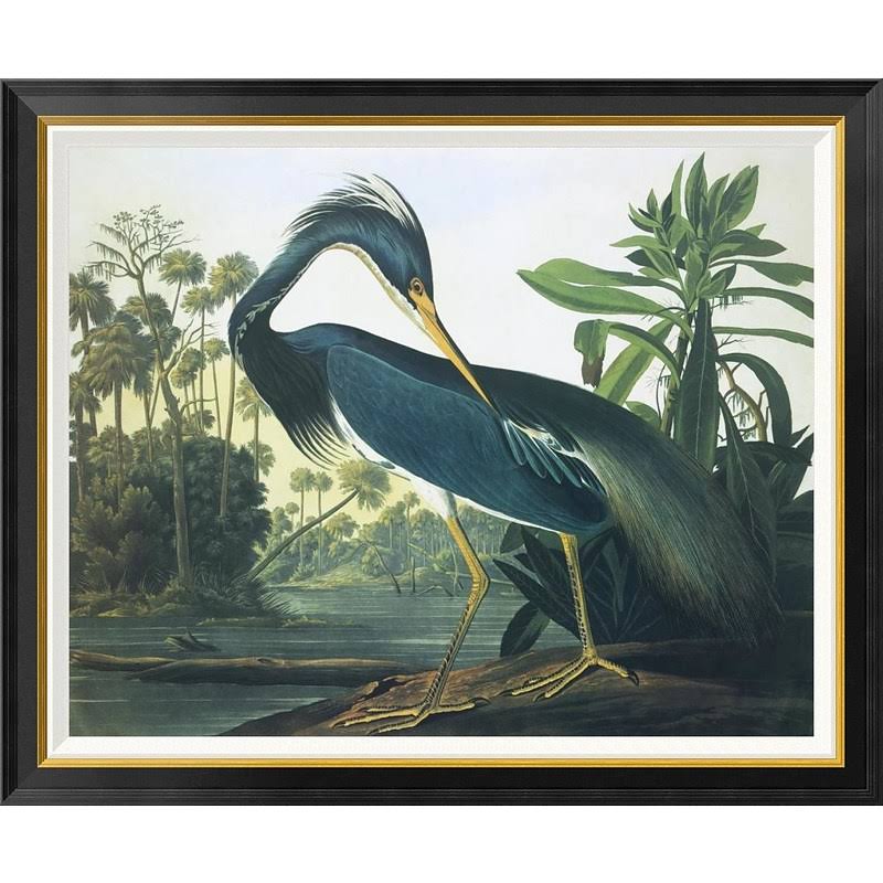 Global Gallery &Louisiana Heron& by John James Audubon Framed Wall Art Size: 34x22 H x 41x22 W x 1.5x22 D