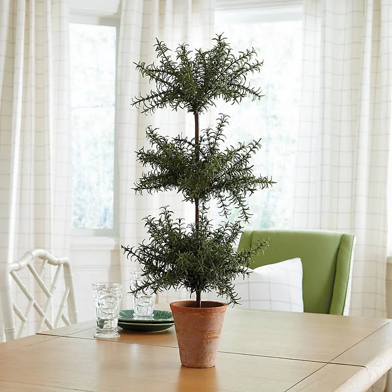 Rosemary Topiary - Ballard Designs