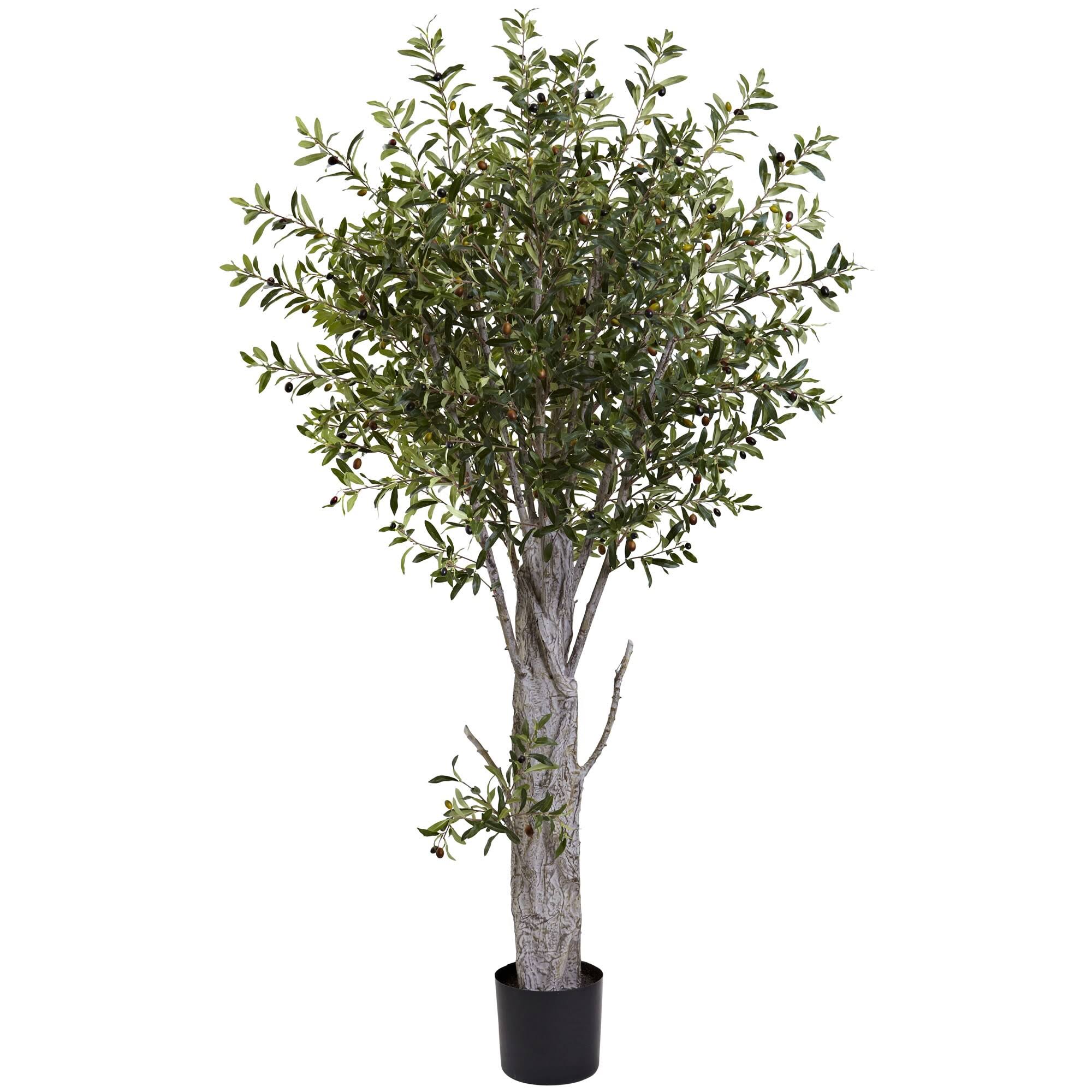 6 ft. Olive Tree WGL1s