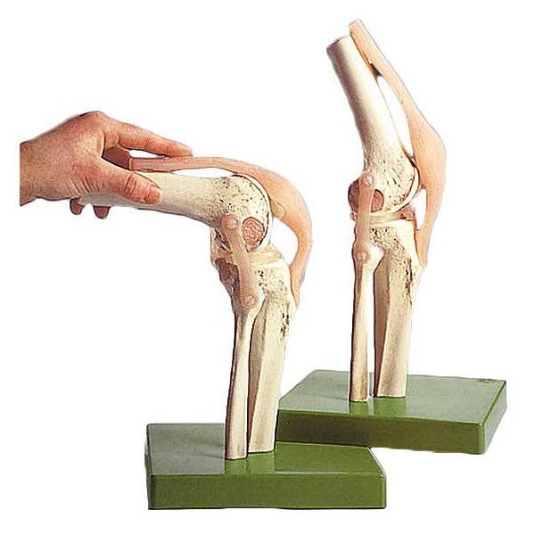 WKH Knee Bone Joint Fully Functional Model SSM - HJ-1-s