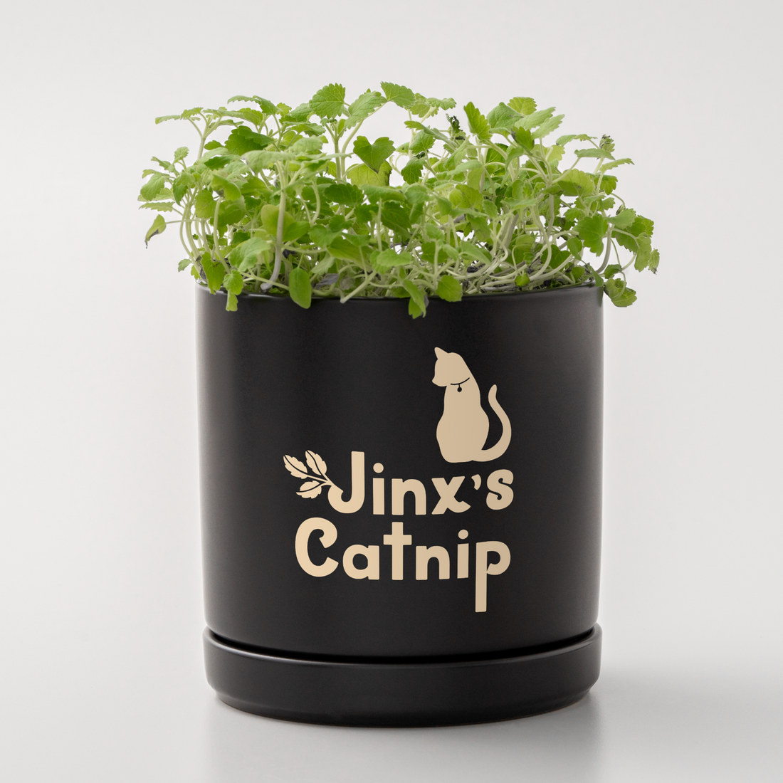 Cricut Joy Xtra™ Smart Vinyl™ – Removable Sampler, Classics (3 ct)