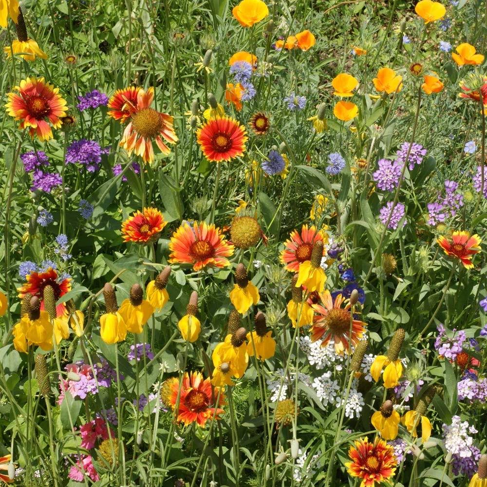 Outsidepride Southwest Wildflower Seed Mix - 5 lbs - WXF-1-s