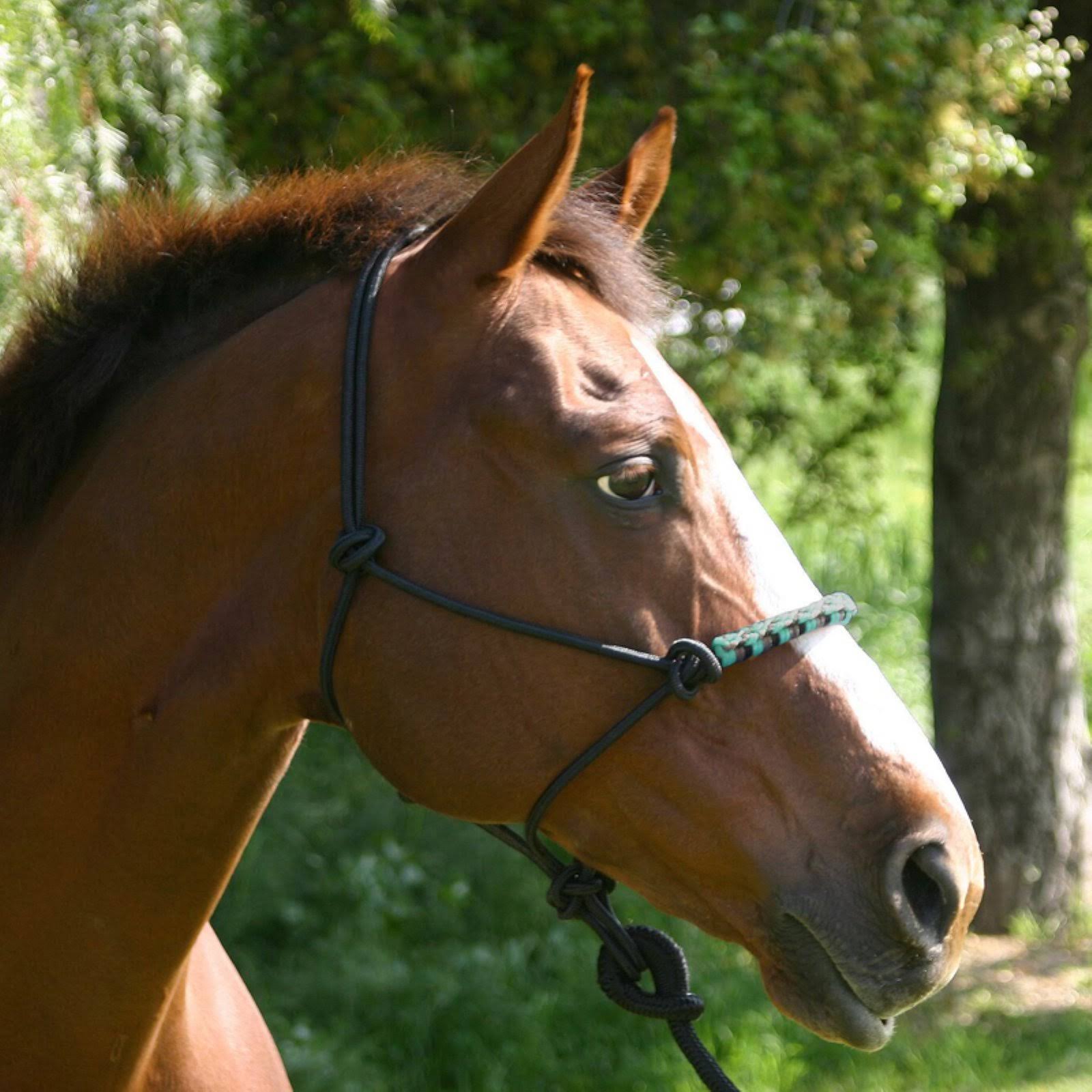 Kensington Rope Halter with Cowboy Lead Set WGL03