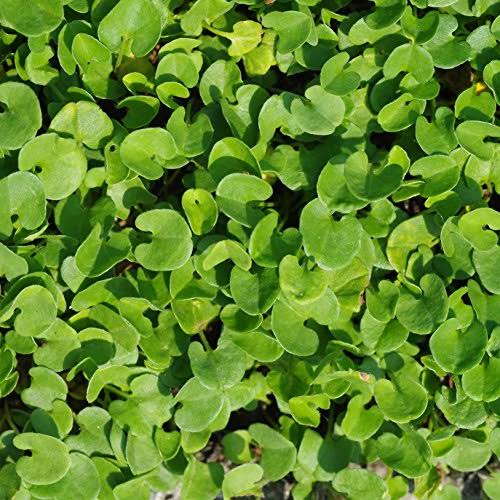 Outsidepride Dichondra Seed - 5 Lb - WGL-03