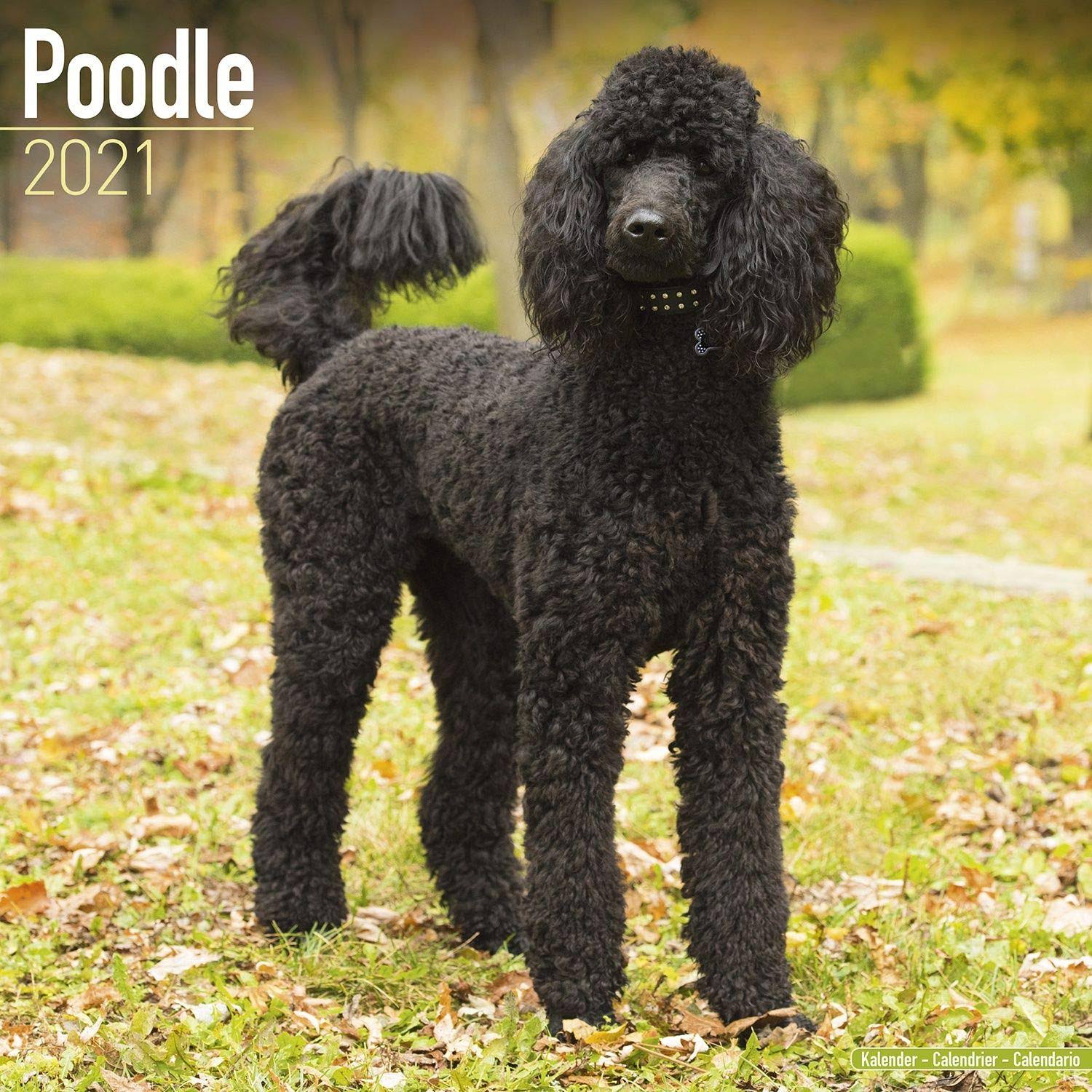 POODLE 2021 WALL CALENDAR. WGL03