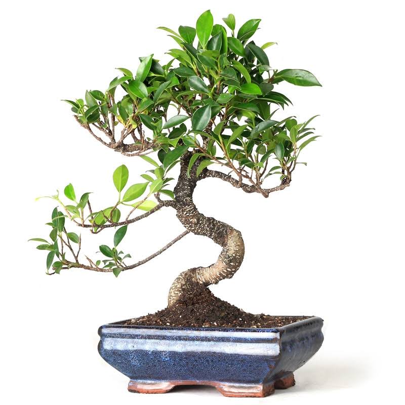 Golden Gate Ficus Bonsai Tree WGL03