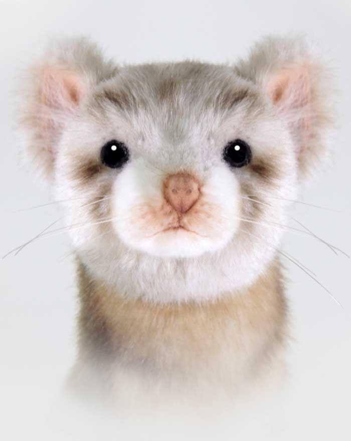 hansa ferret