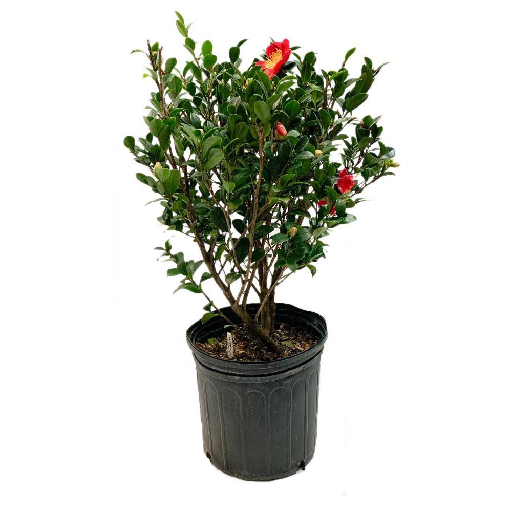 Yuletide Red Camellia Sasanqua - Live Plant - Quart Pot - WGL-03