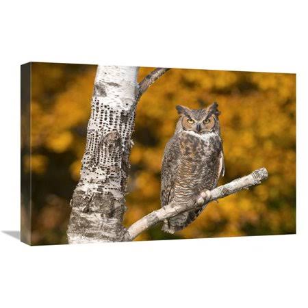 16 x 24 in. Great Horned Owl Howell Nature Center Michigan Art Print