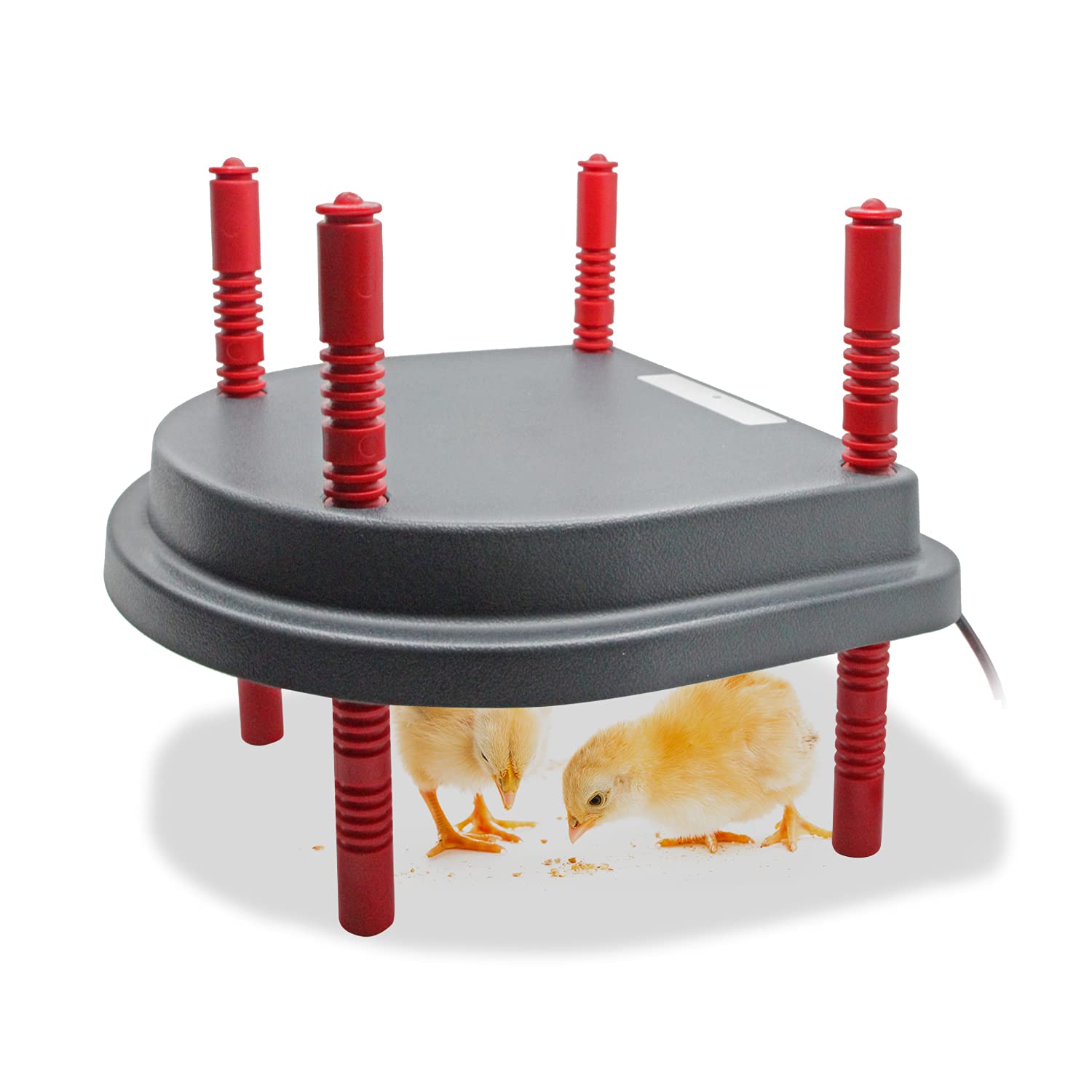 Duckling Brooder Heater Coop Brooder Heater Like a Hen Lightsoom