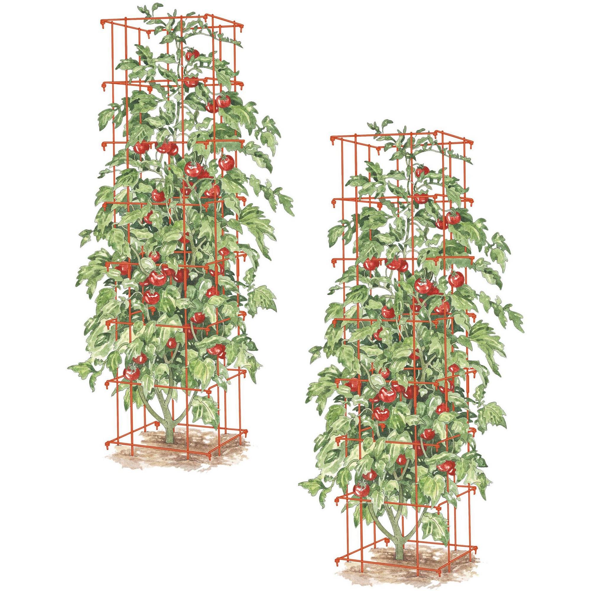 Square Heavy Gauge Extra Tall Tomato Cage, Set of 2, Red baggways