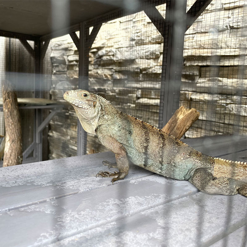 Aivituvin-AIR37 Outdoor Enclosure for Chameleon | Lizards,Iguanas Cage ...