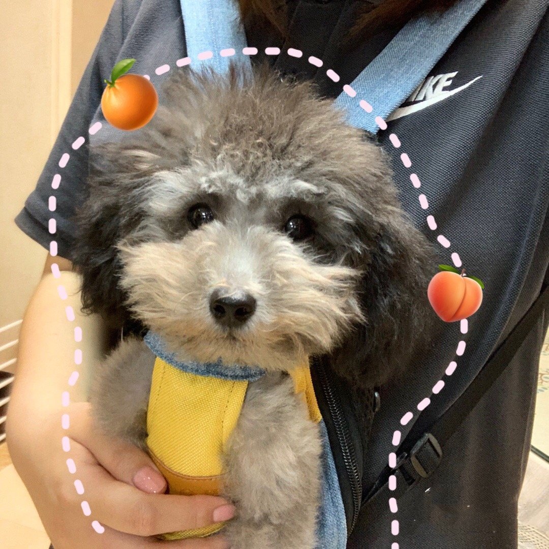 Pet Travel Leg-out Backpack🐶