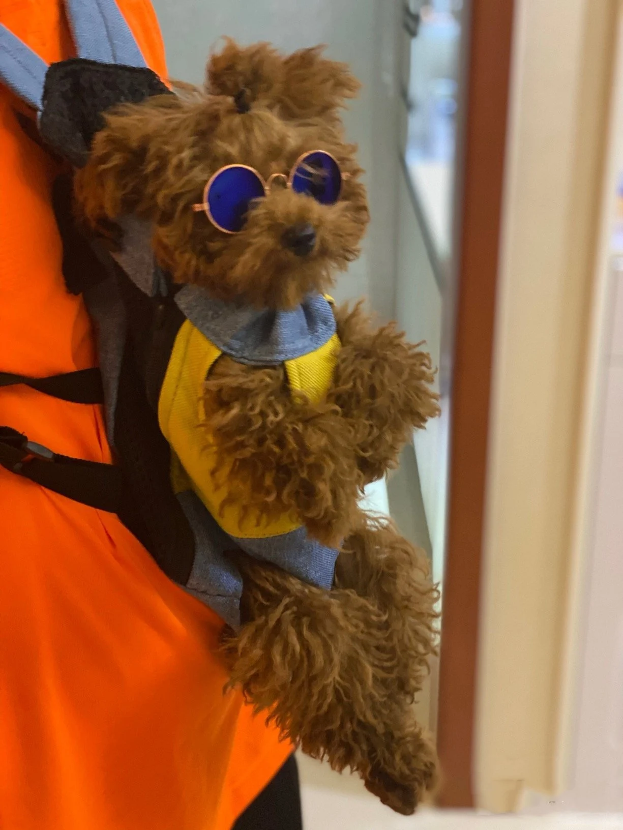 Pet Travel Leg-out Backpack🐶