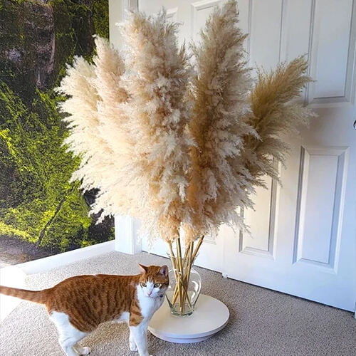 Tall Pampas Grass 4ft（×20）