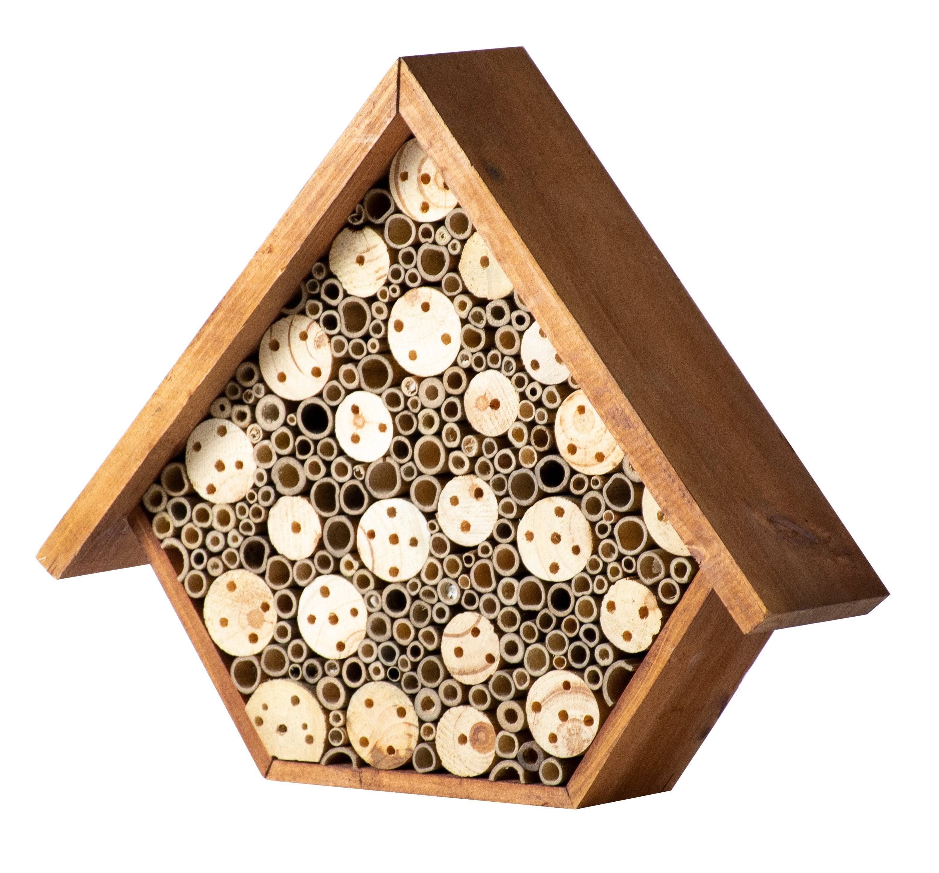 Beneficial Bug House Aster