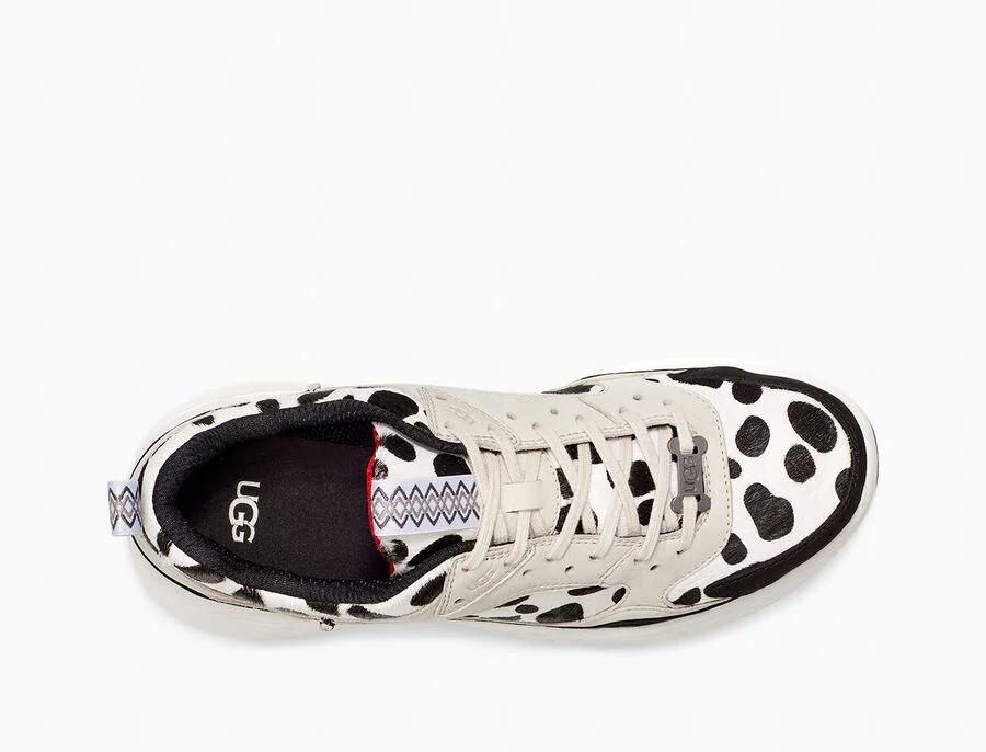CA805 Dalmatian Print