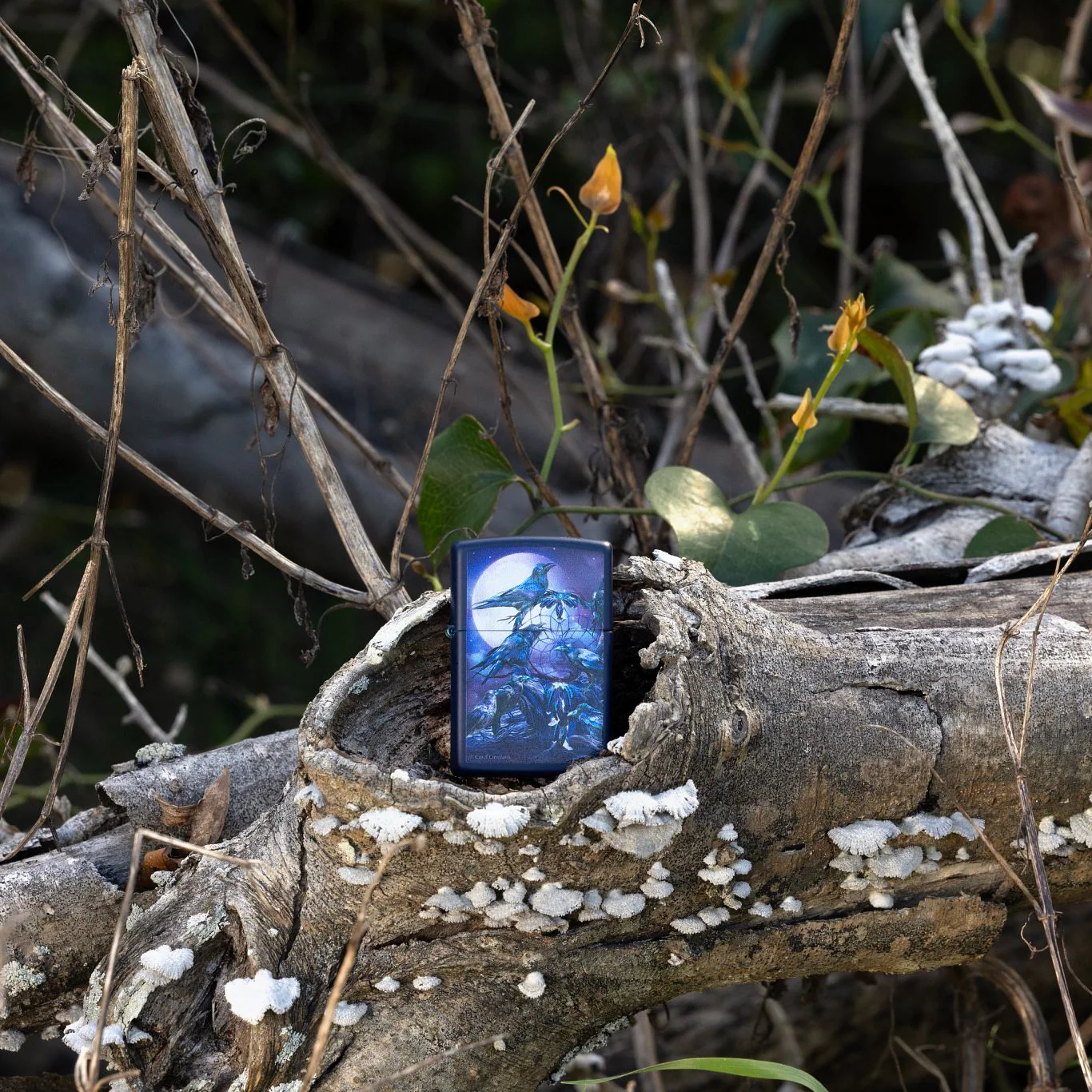 Carol Cavalaris Raven Dreams Design