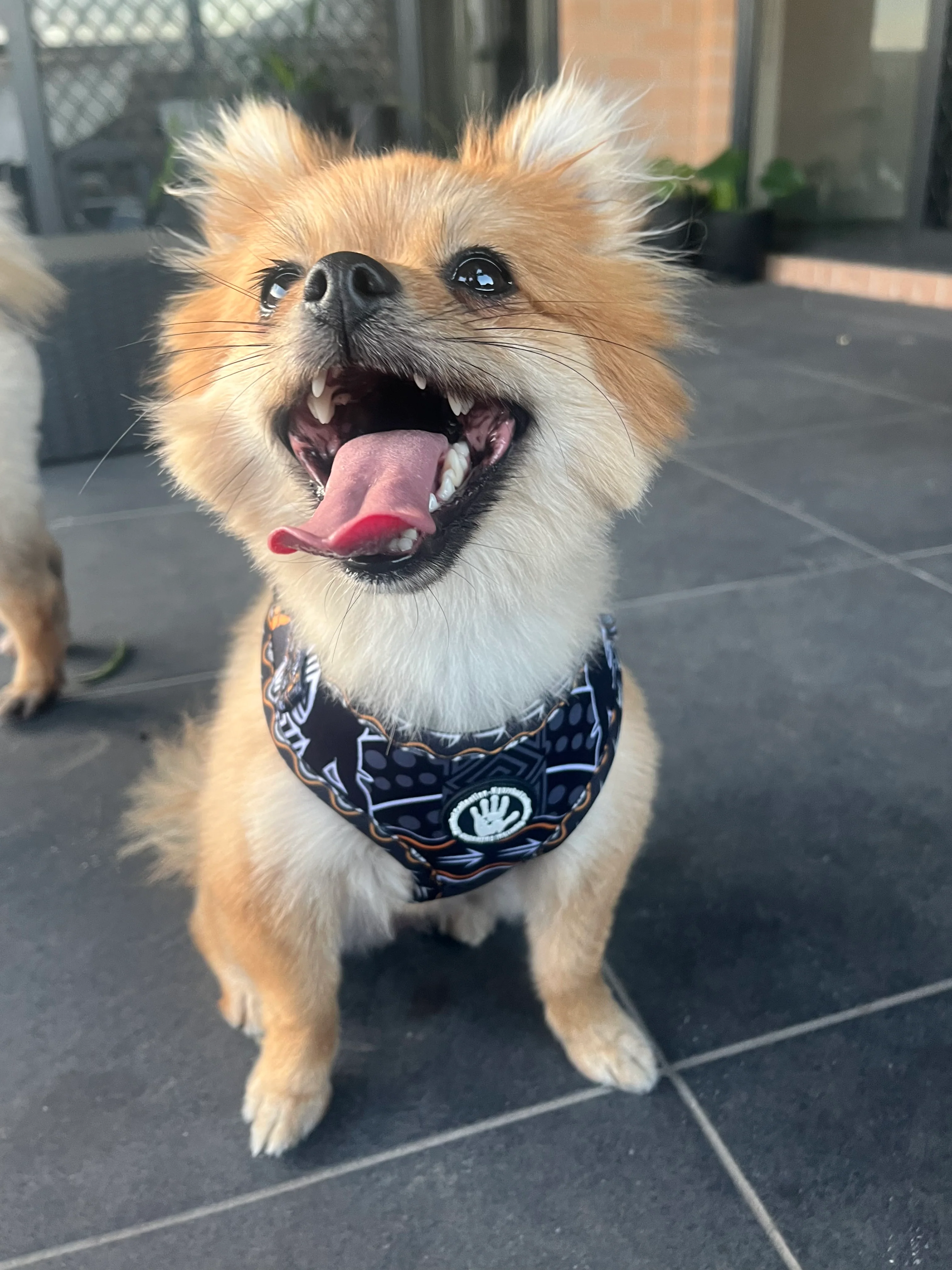 Tribal Warriors Harness + Lead