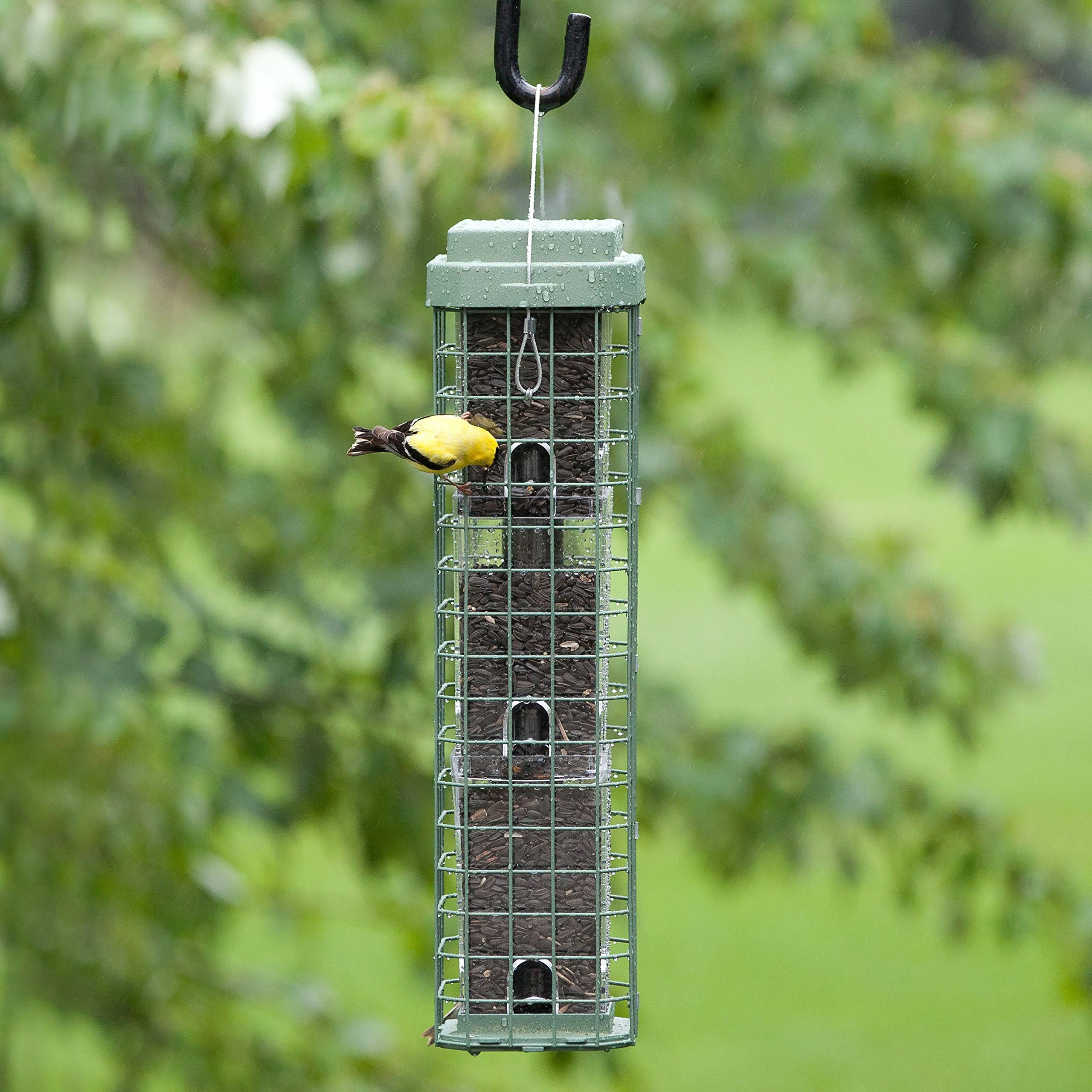 Evenseed Squirrel Dilemma Feeder - dersya