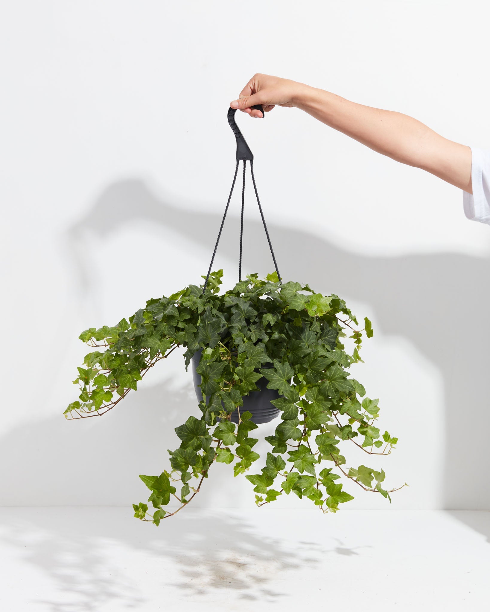 English Ivy Green Ideal aiept