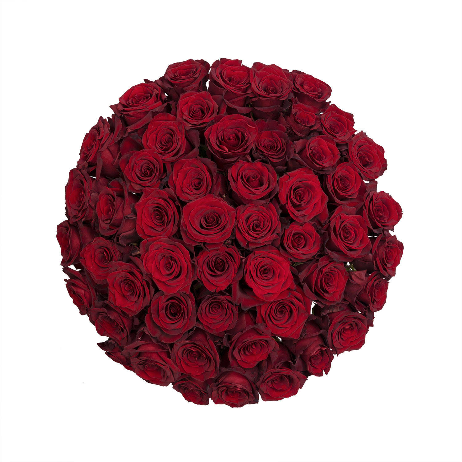 Colour Republic Premium Roses Explorer 50 Stems