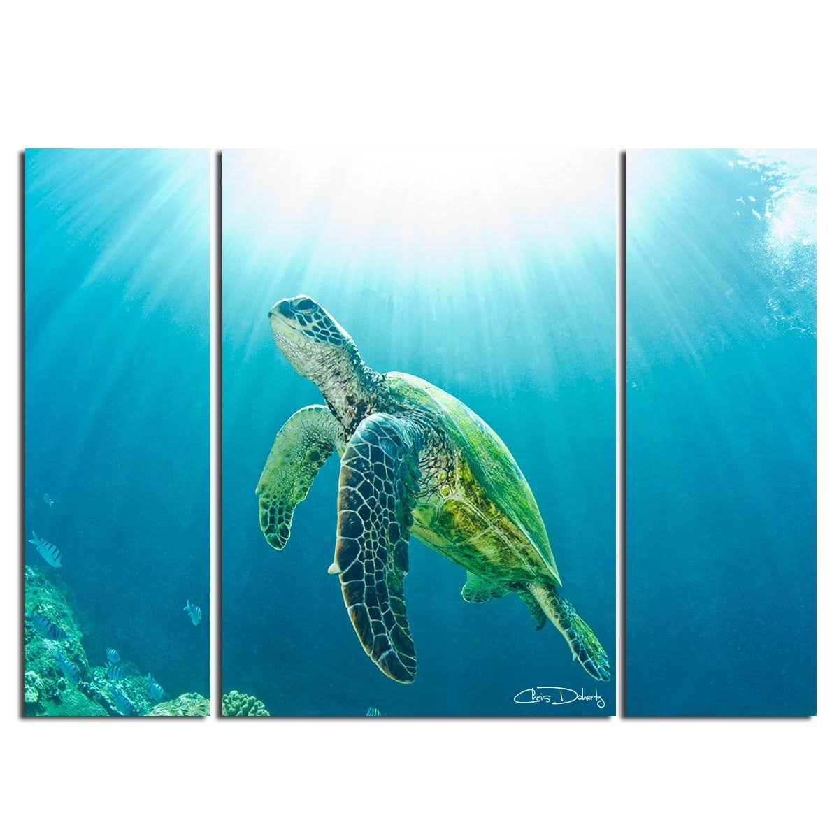 Christopher Doherty Sea Turtle Canvas Wall Art 3 Piece