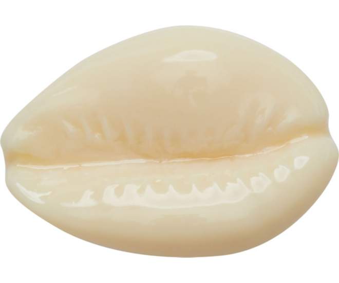 Puka Shell