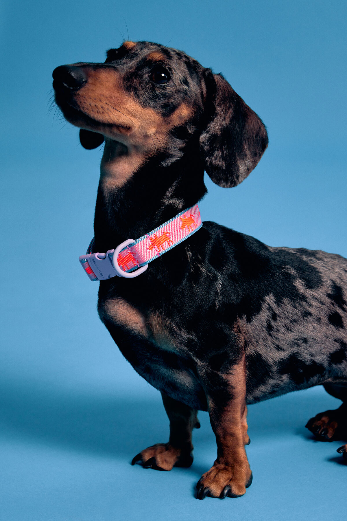 Collar mascota logo Lola rosa