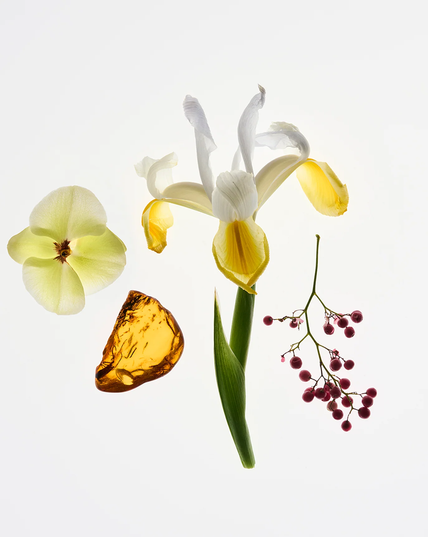 Top Shelf Essentials