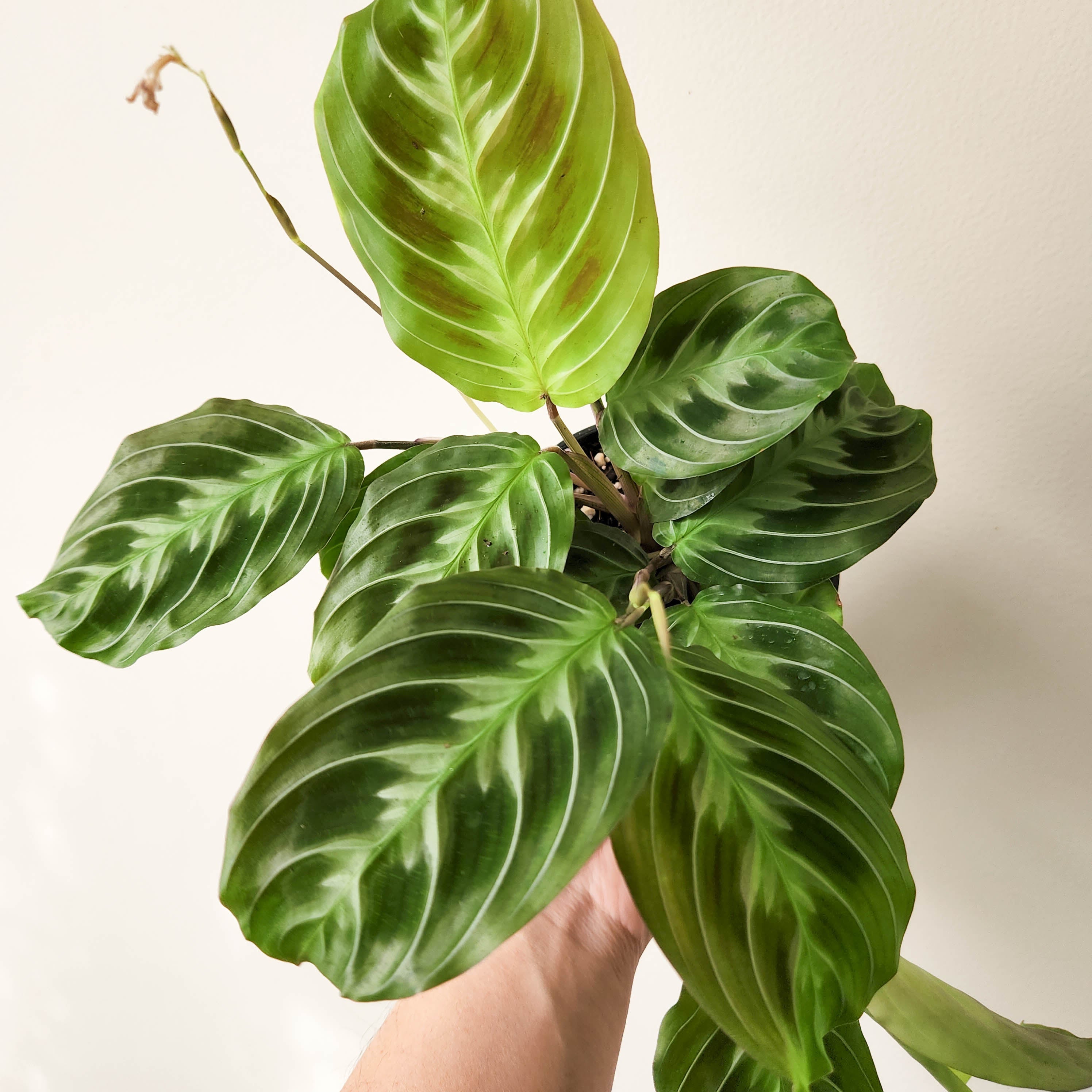 Maranta leuconeura 'Massangeana' / Black Maranta - 100mm