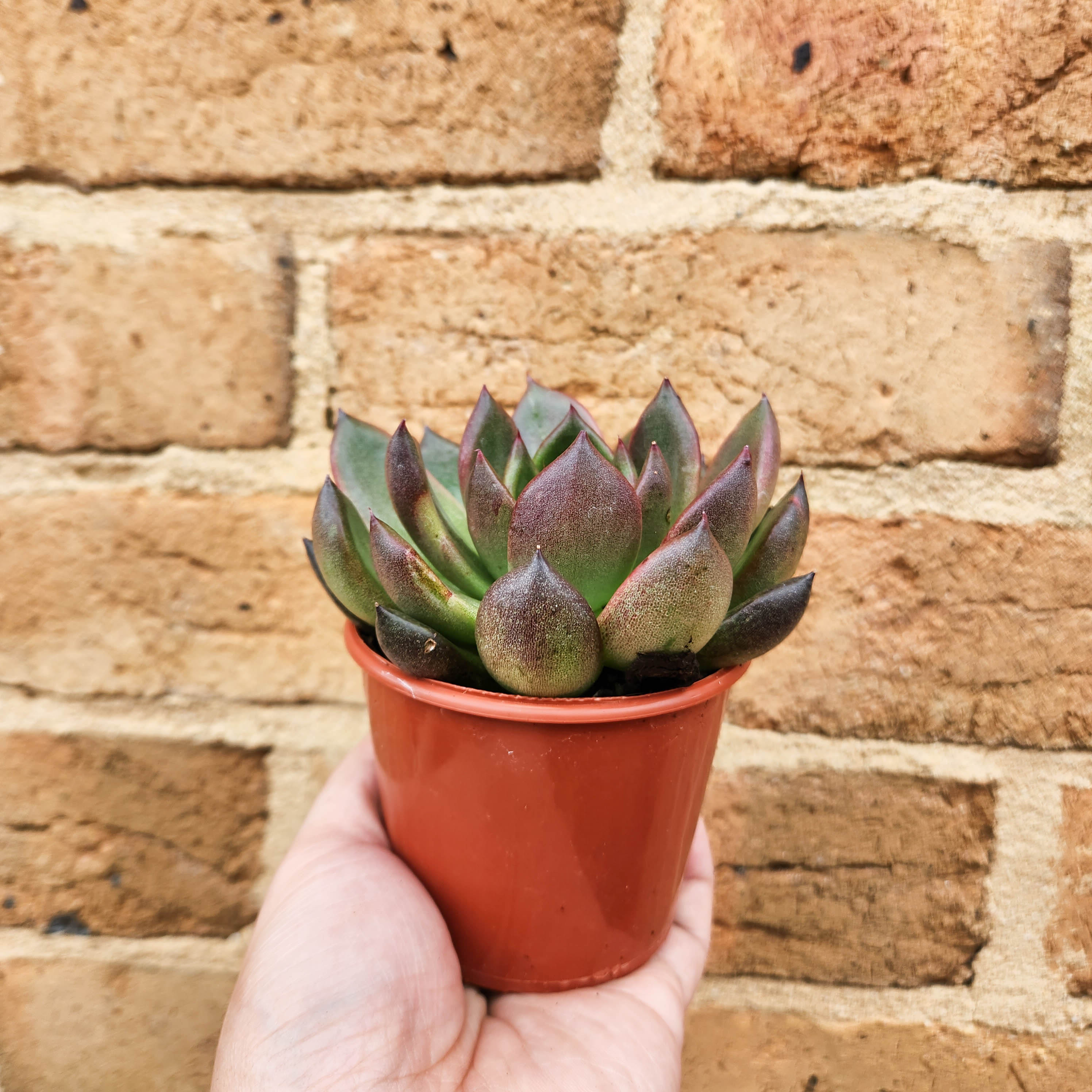 Echeveria Blood Maria - 90mm