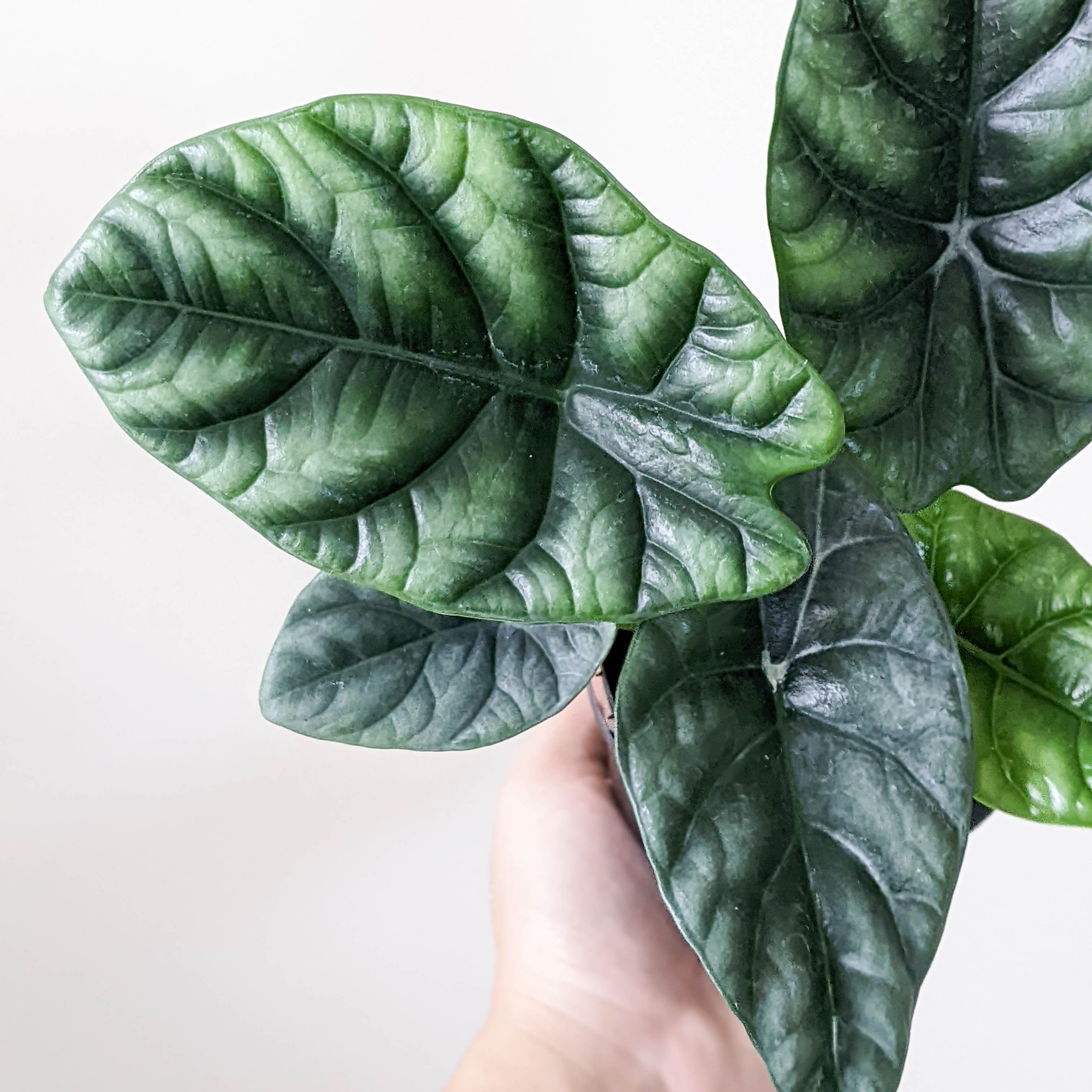 Alocasia sinuata 'Mirror Face' - 100mm