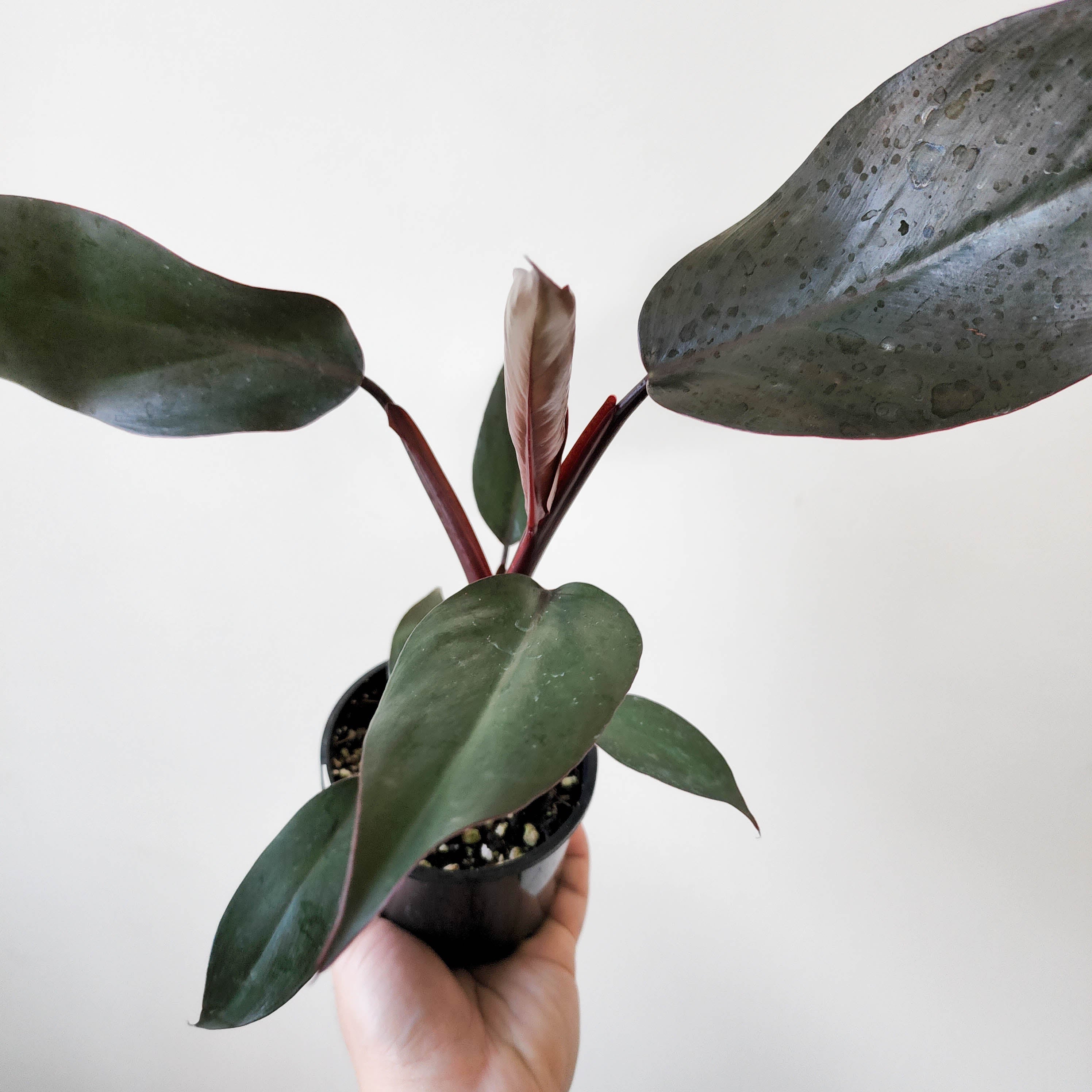 Philodendron Dark Lord 100mm