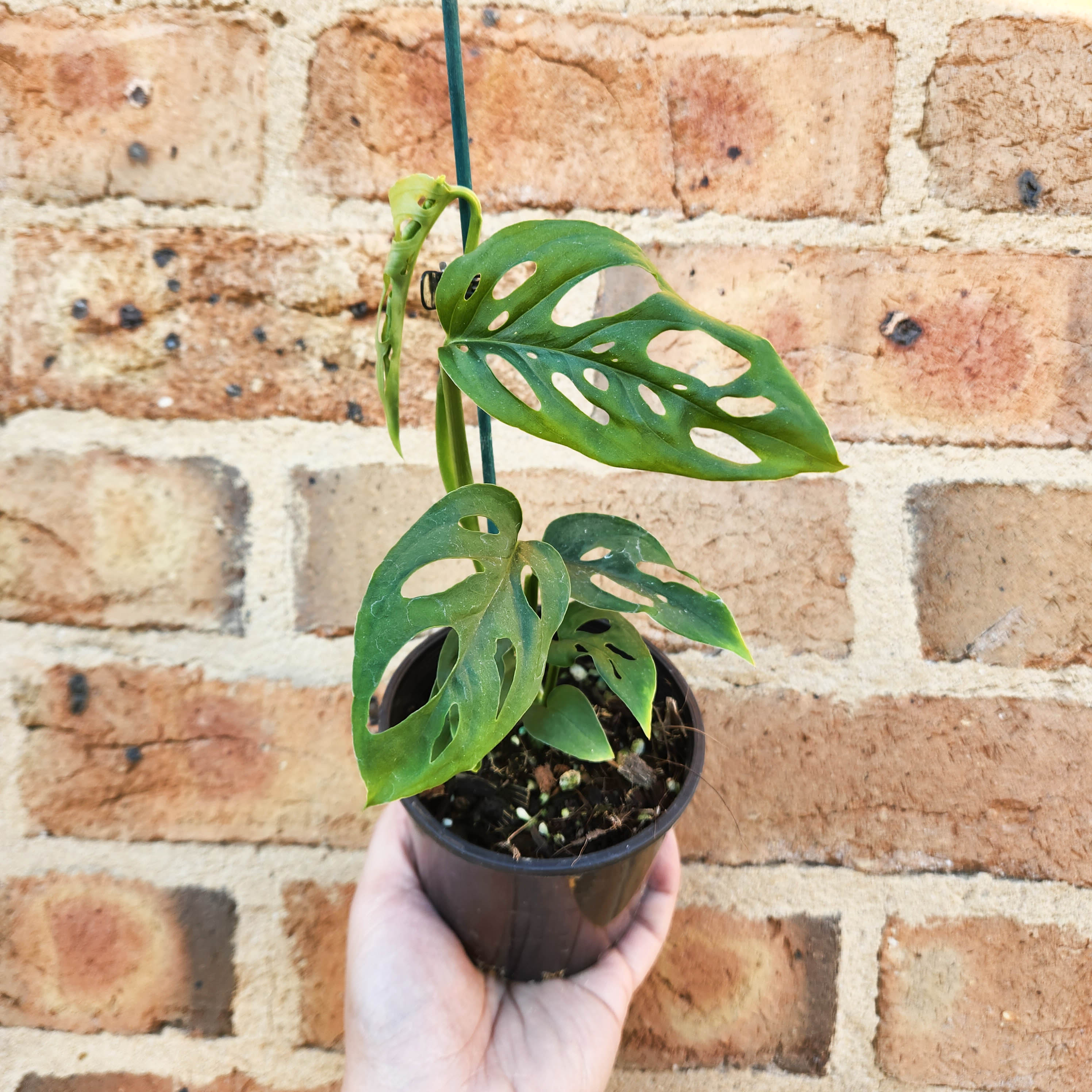 Monstera Adansonii Swiss Cheese Vine 100mm