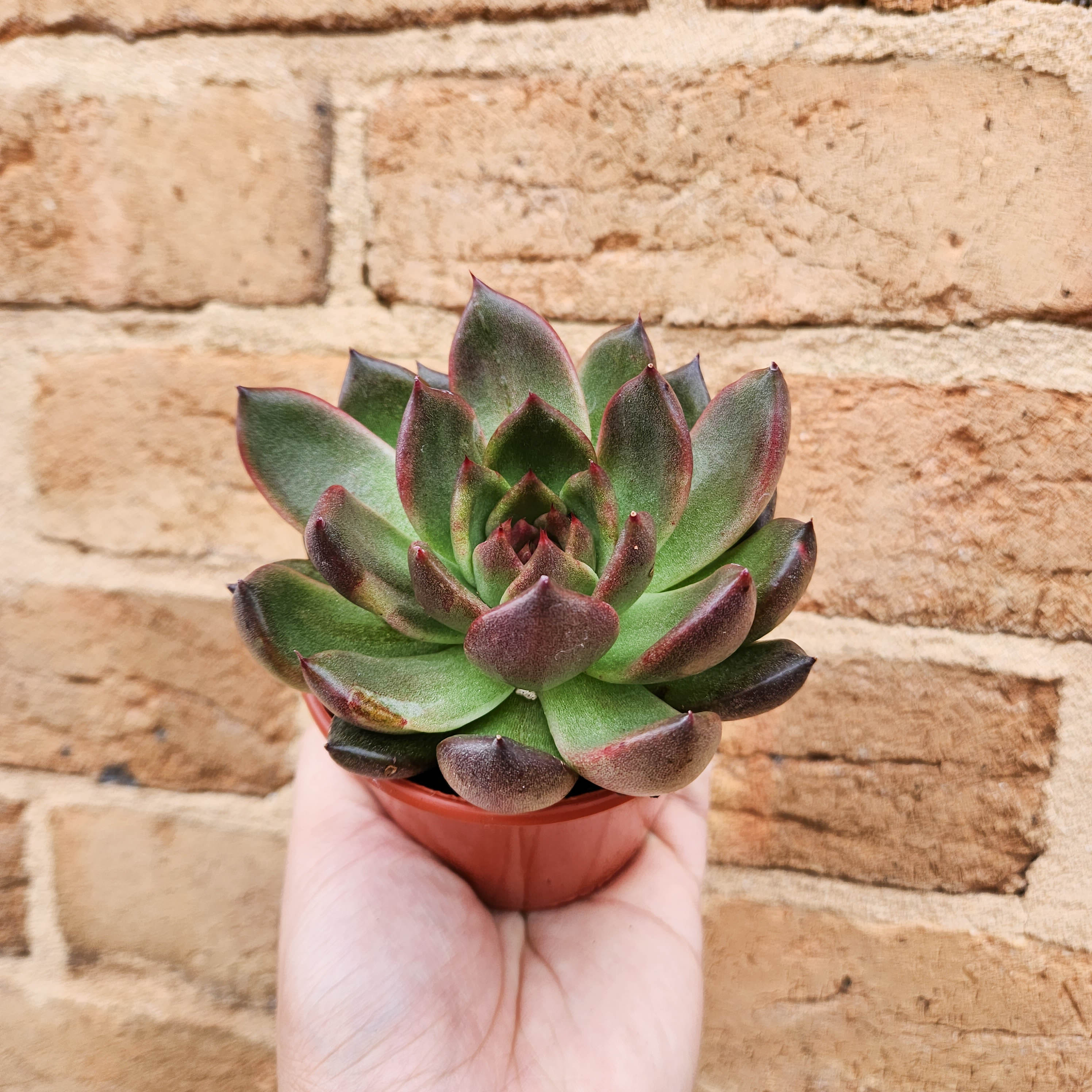 Echeveria Blood Maria - 90mm