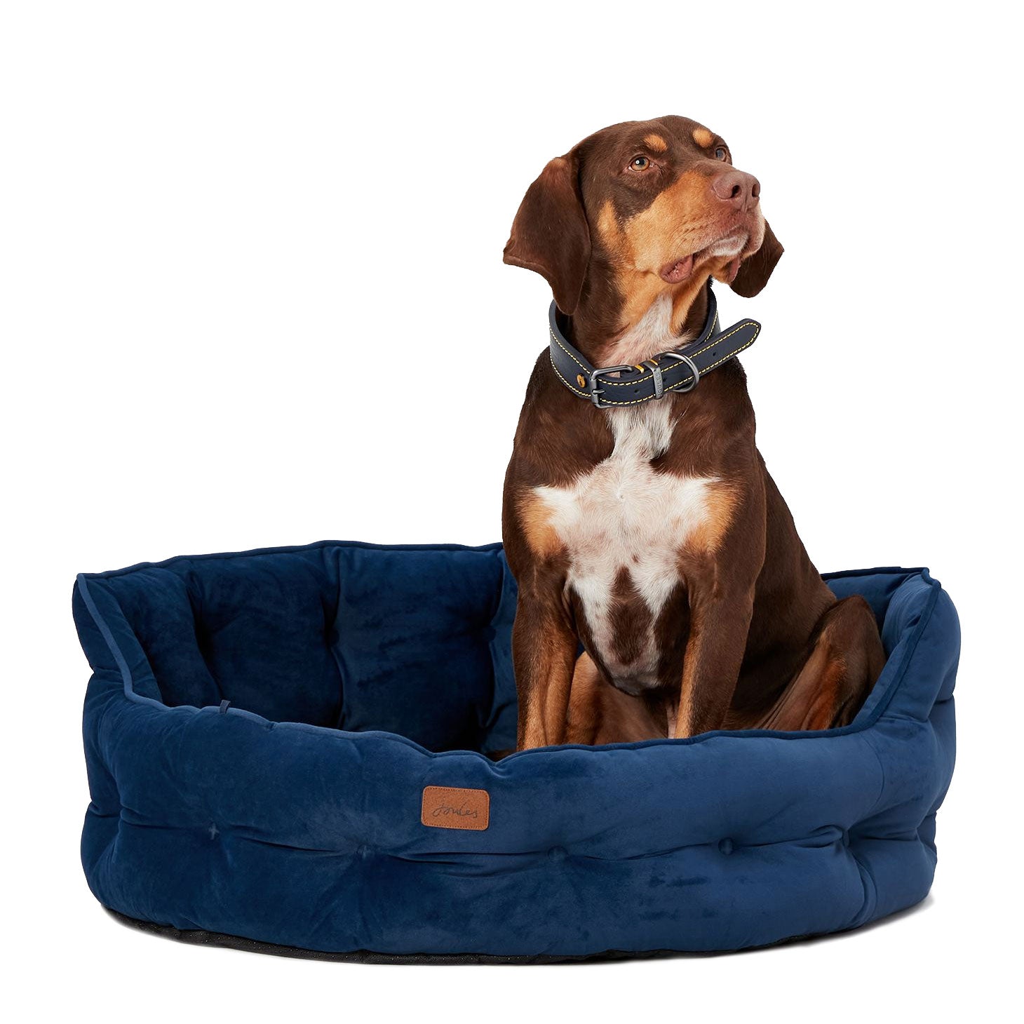 Joules Velvet Chesterfield Dog Bed