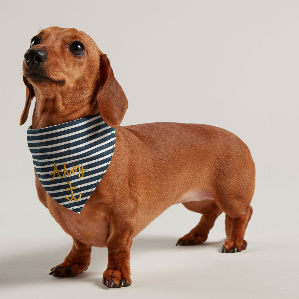 Joules Nautical Collar & Neckerchief for Dogs
