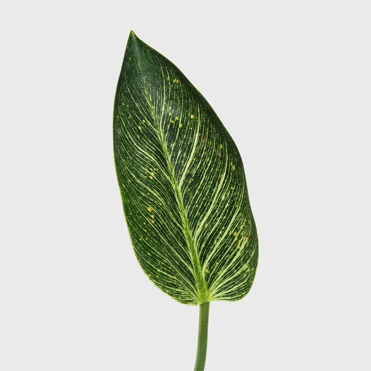 Philodendron 'Birkin' 6