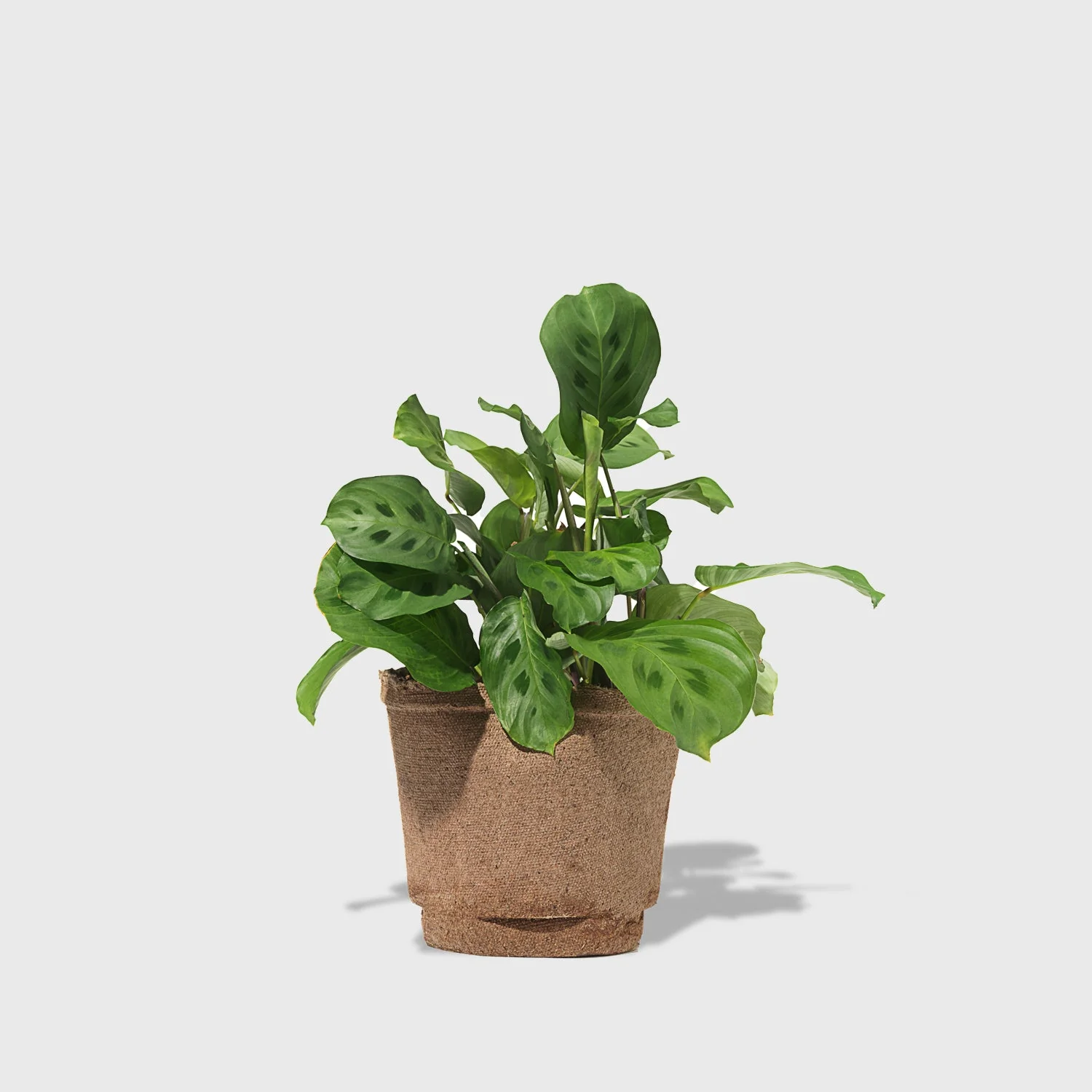 Prayer Plant 6