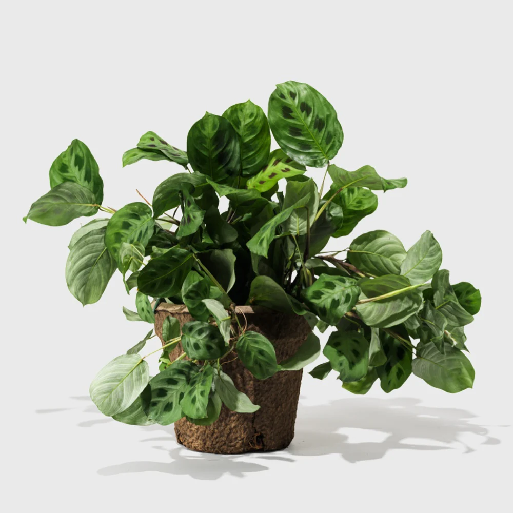 Prayer Plant 8