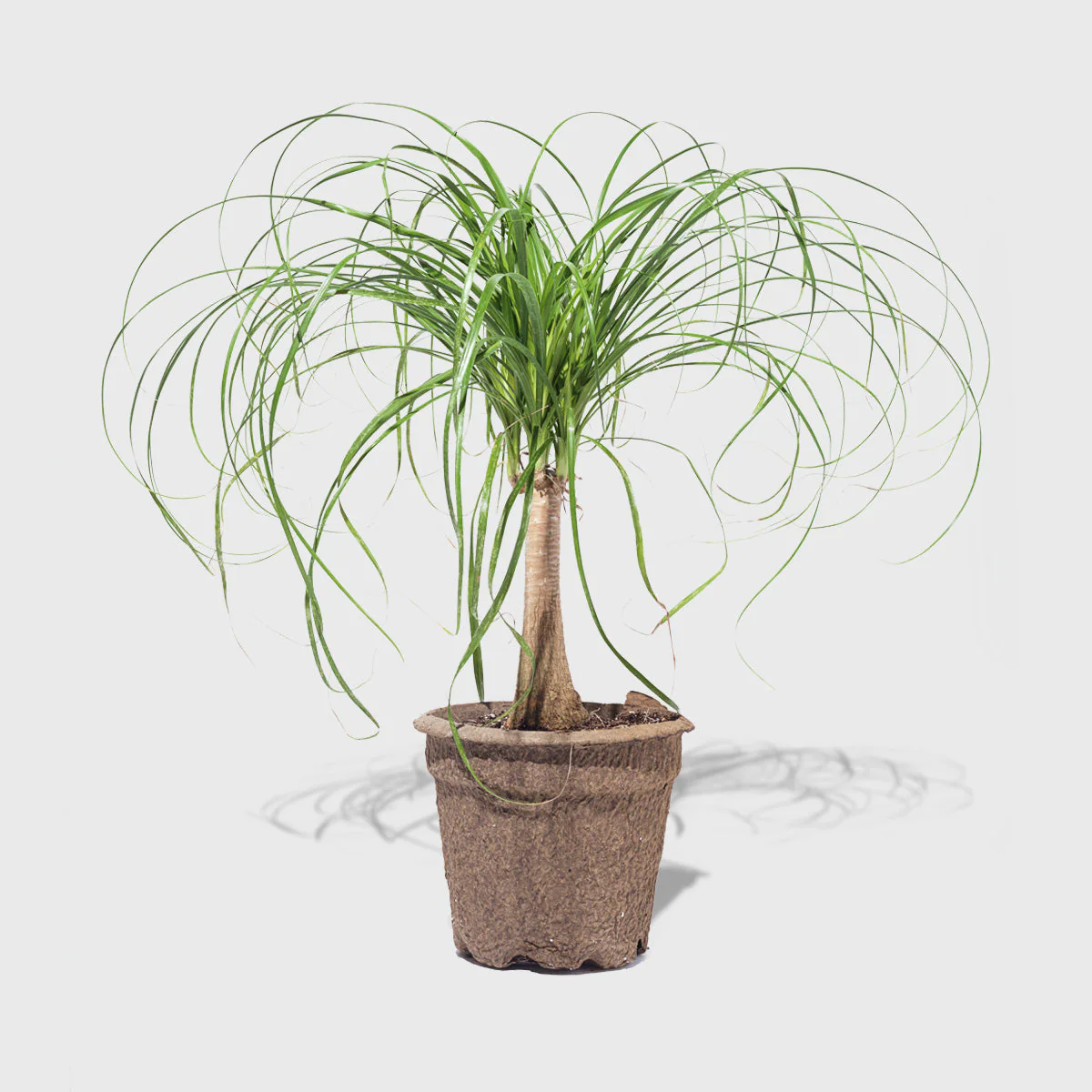 Ponytail Palm 8''