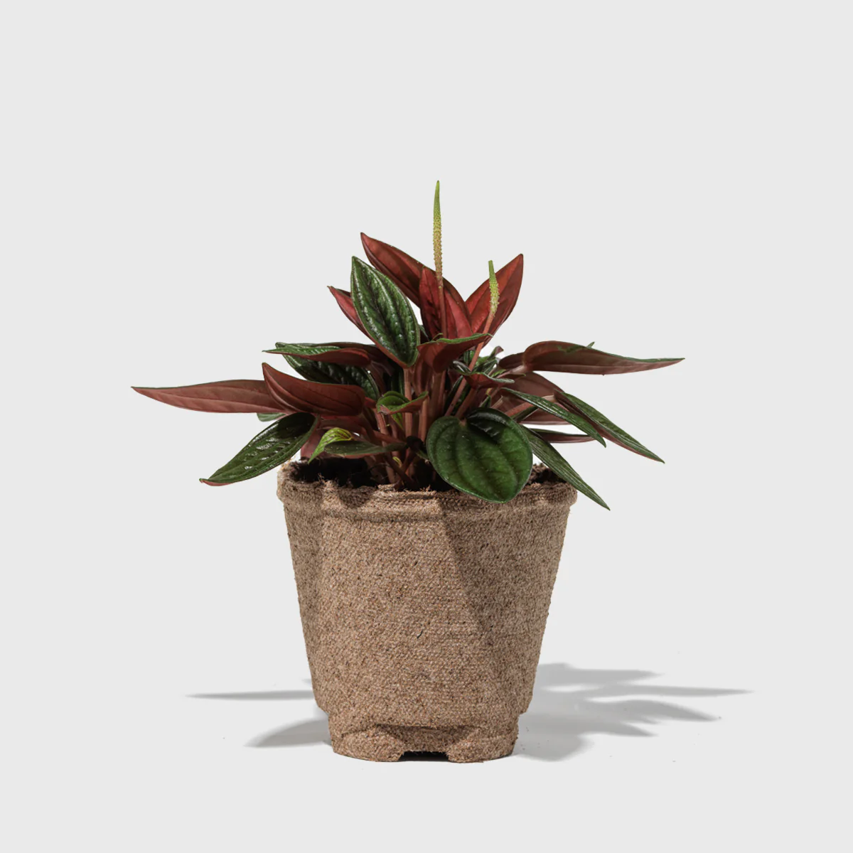 Peperomia Rosso 4