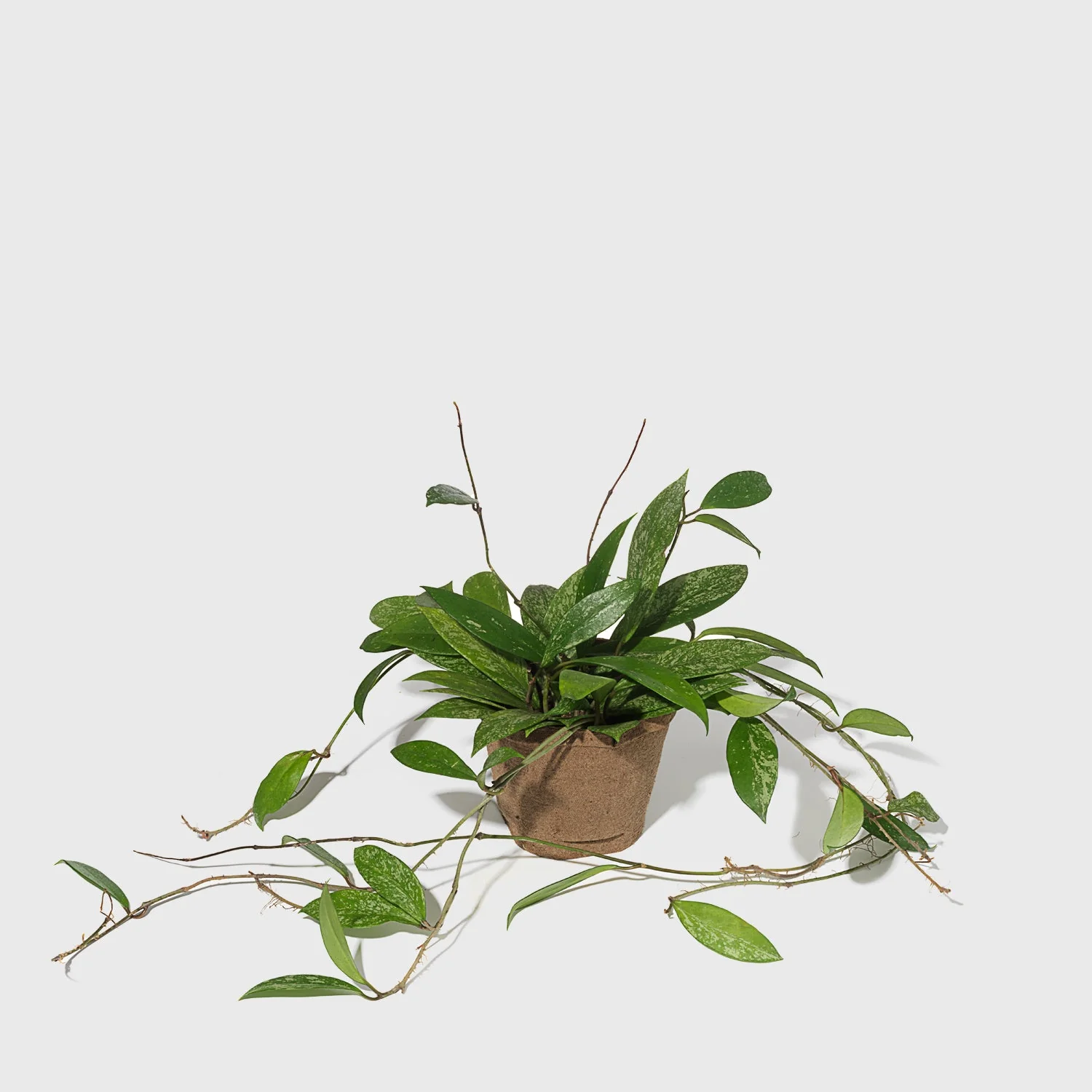 Pink Silver Plant 6