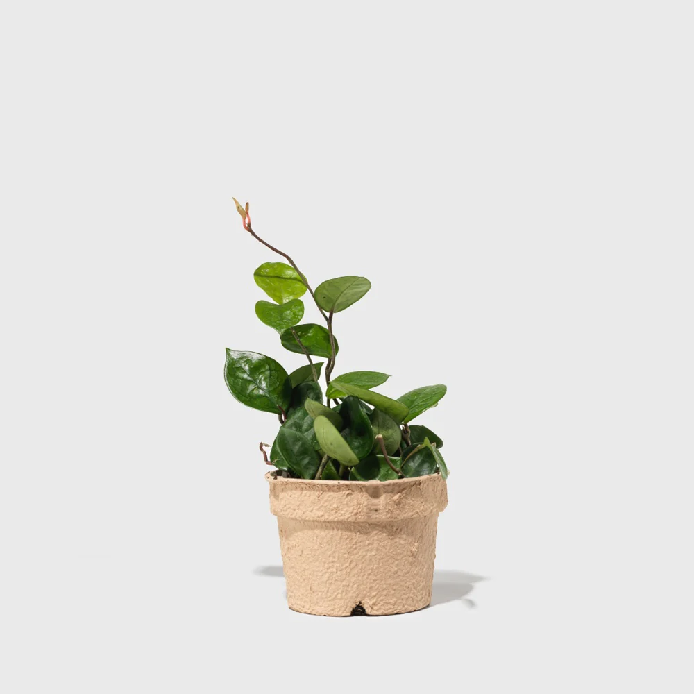 Wax Vine 6